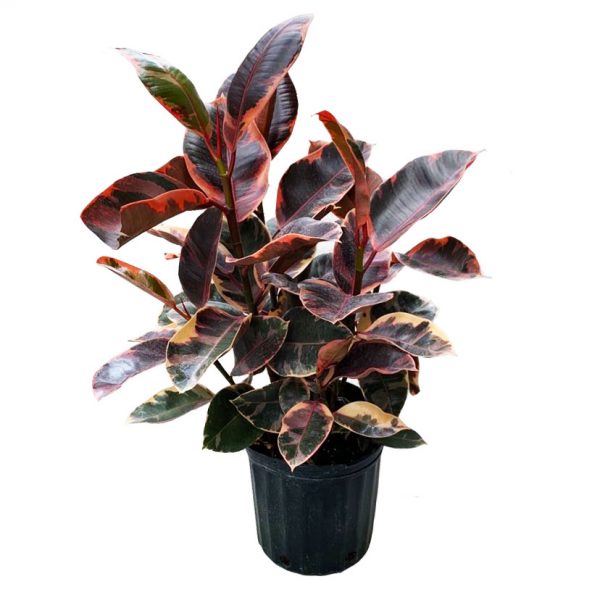 RUBBER PLANT PINK