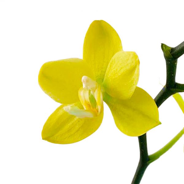 ORCHID 06: SINGLE STEM - Image 2