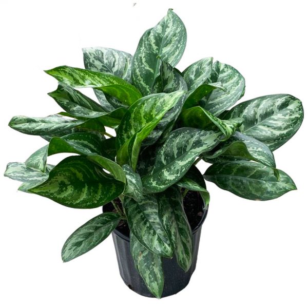 Aglaonema Calypso