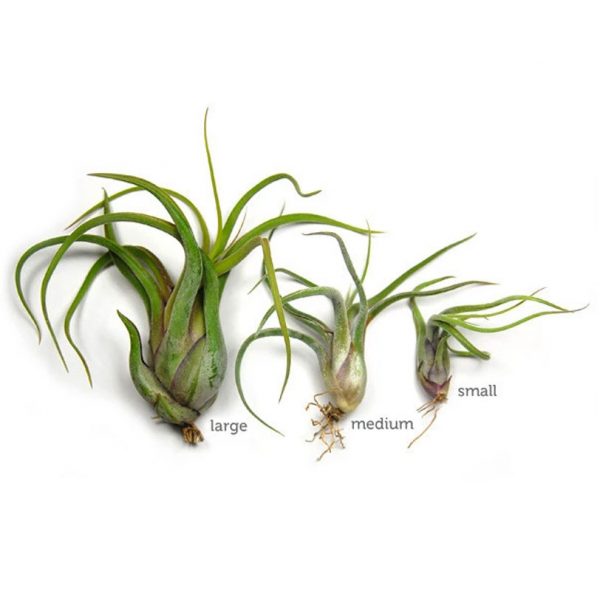 AIR PLANT: TILLANDSIA CAPUT MEDUSAE - Image 2