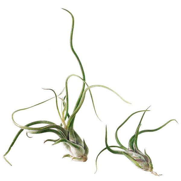 AIR PLANT: TILLANDSIA CAPUT MEDUSAE - Image 4