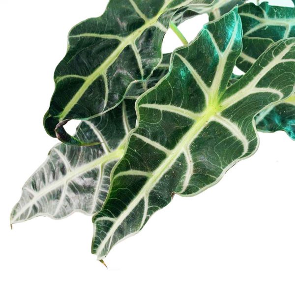Alocasia Sanderiana - Image 2