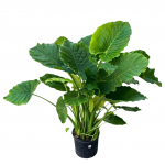 Alocasia Portora Elephant Ear