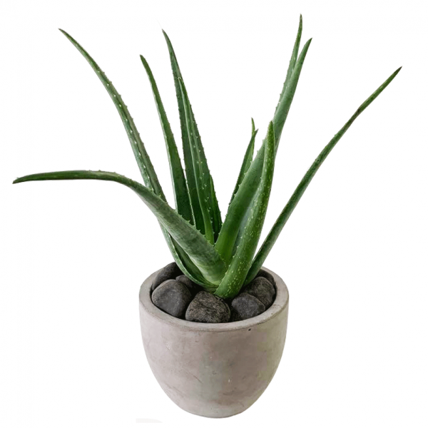 Aloe in Newport Pot