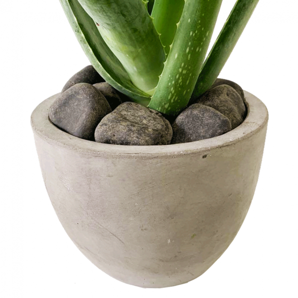 Aloe in Newport Pot - Image 2