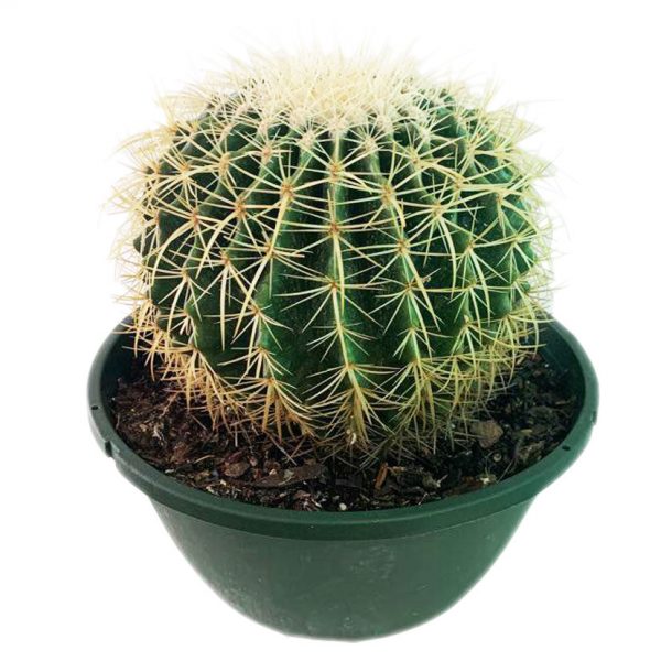 Barrel Cactus