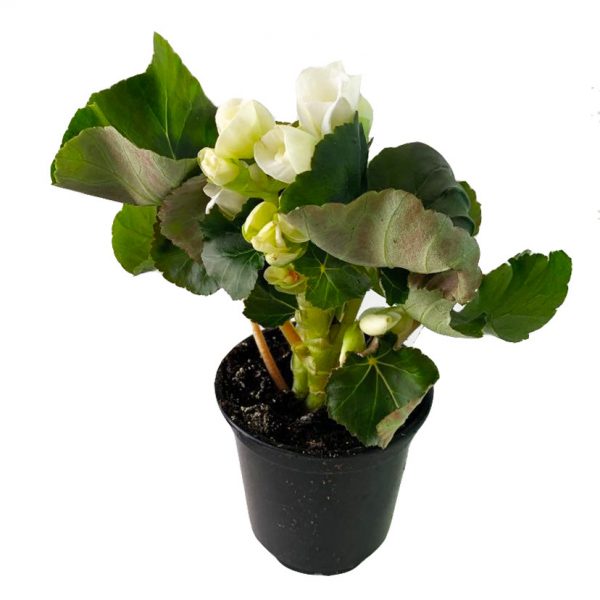 Begonia Rieger 4" - Image 4