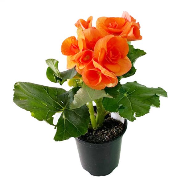 Begonia Rieger 4" - Image 6