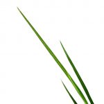 Dracena Spikes - Image 2