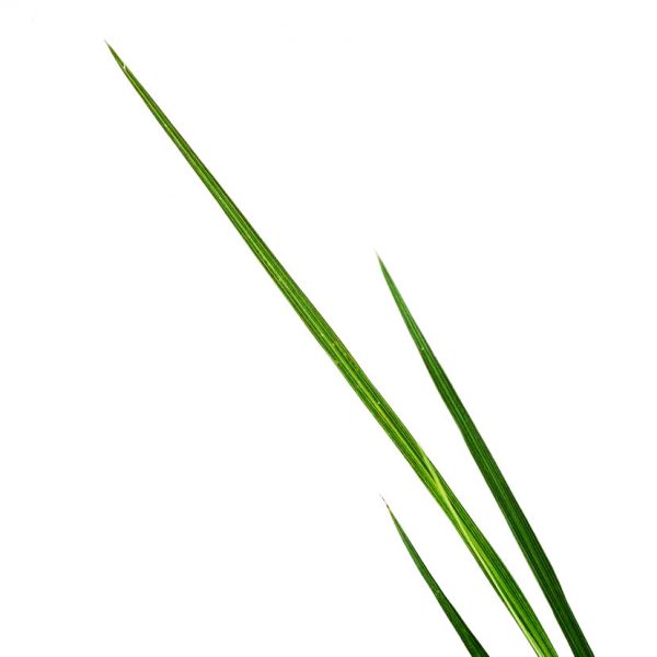 Dracena Spikes - Image 2