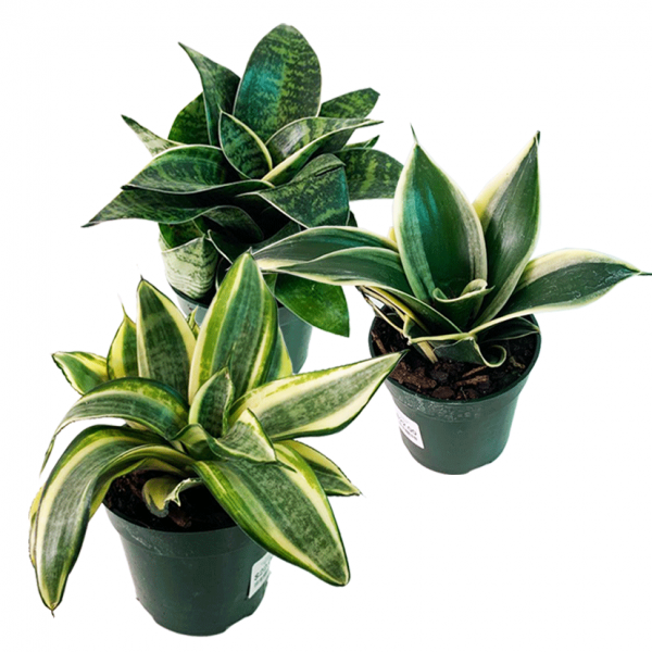 Birds Nest Sansevieria