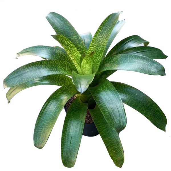 Neoregelia - Image 2