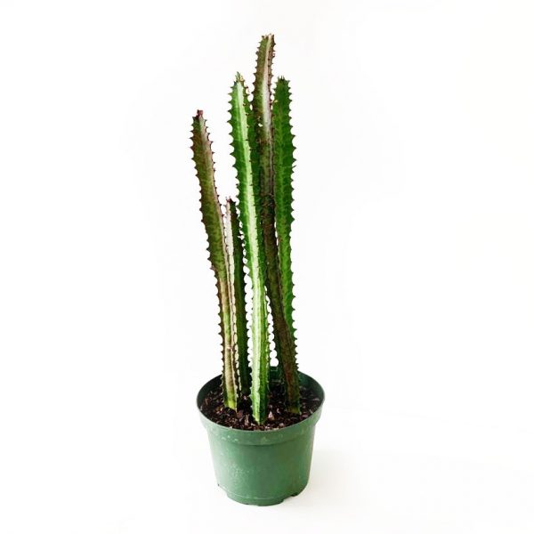 Cactus 01