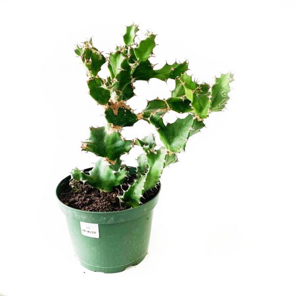 Cactus 04