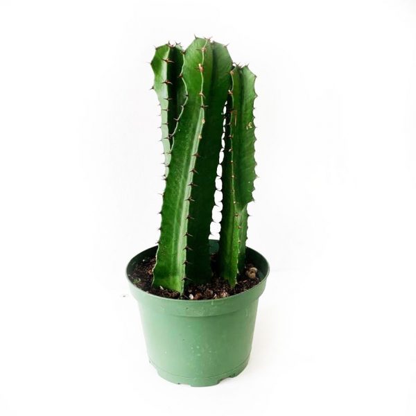 Cactus 02