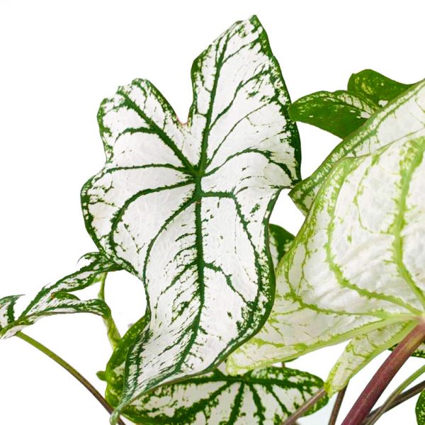 Caladium White - Image 2