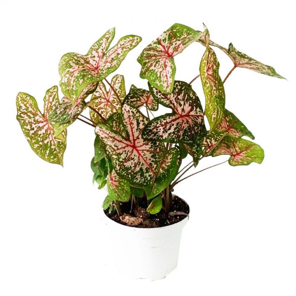 Caladium Pink