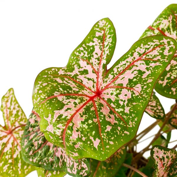 Caladium Pink - Image 2