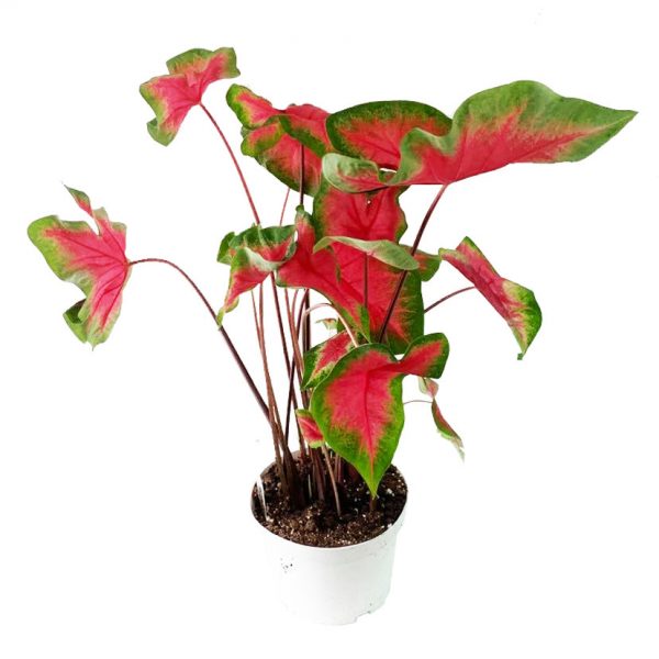 Caladium Red