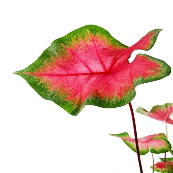 Caladium Red - Image 2