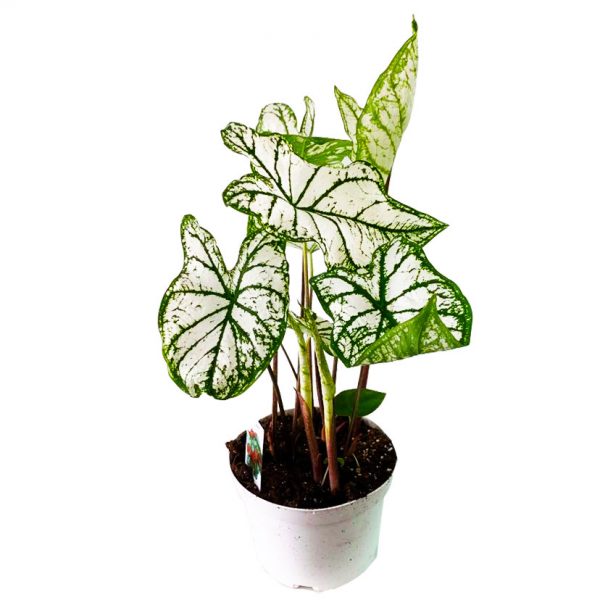 Caladium White