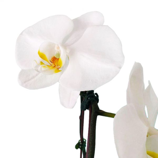 ORCHID 02: CASCADING - Image 2