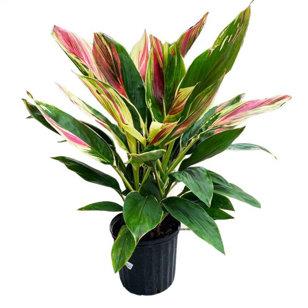 Cordyline Exotica