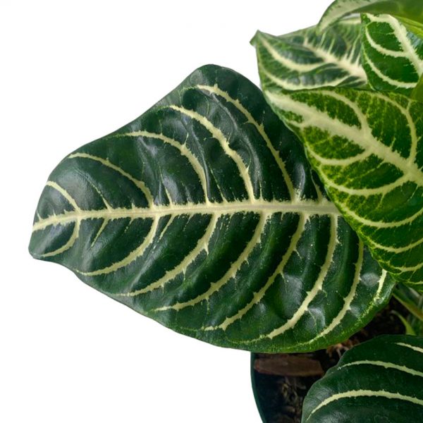 Zebra Plant - Aphelandra Squarrosa - Image 2