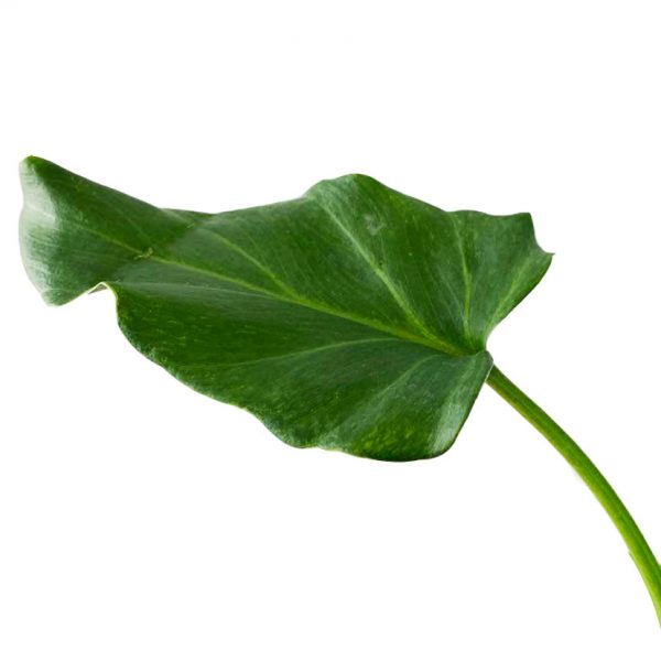 Philodendron Deva Ju - Image 2