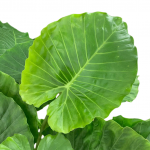 Alocasia Portora Elephant Ear - Image 2