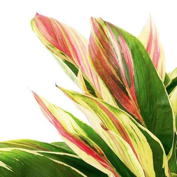 Cordyline Exotica - Image 2