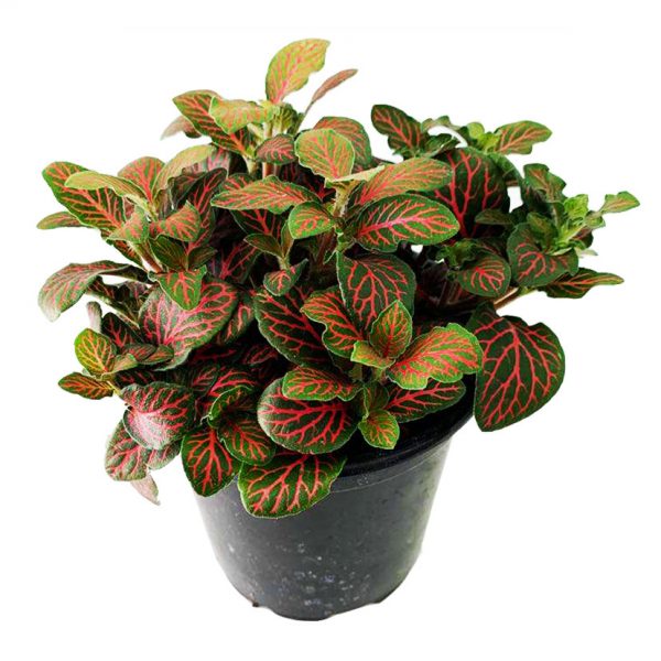 Fittonia - Nerve Plant 01