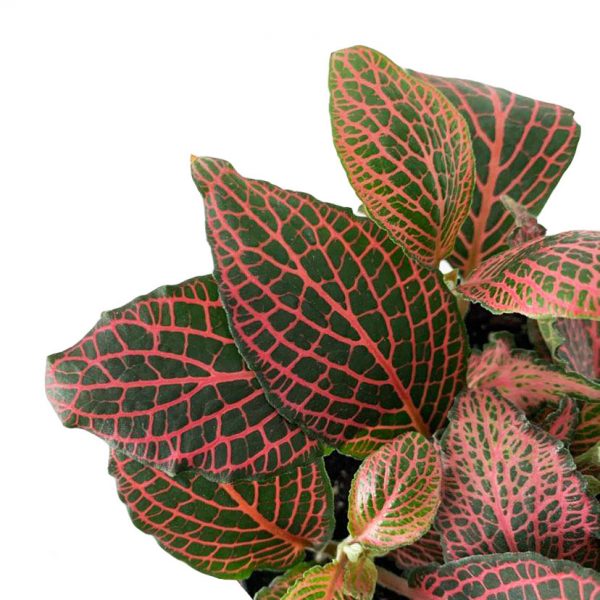 Fittonia - Nerve Plant 01 - Image 2
