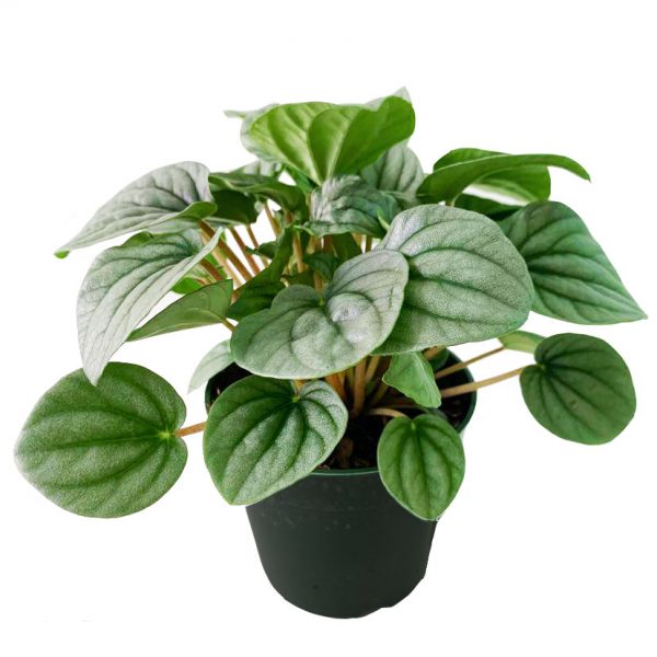 Frosted Peperomia