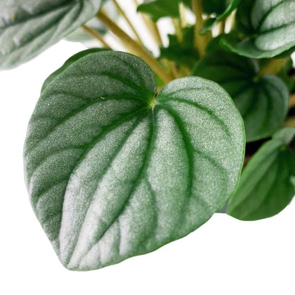 Frosted Peperomia - Image 2