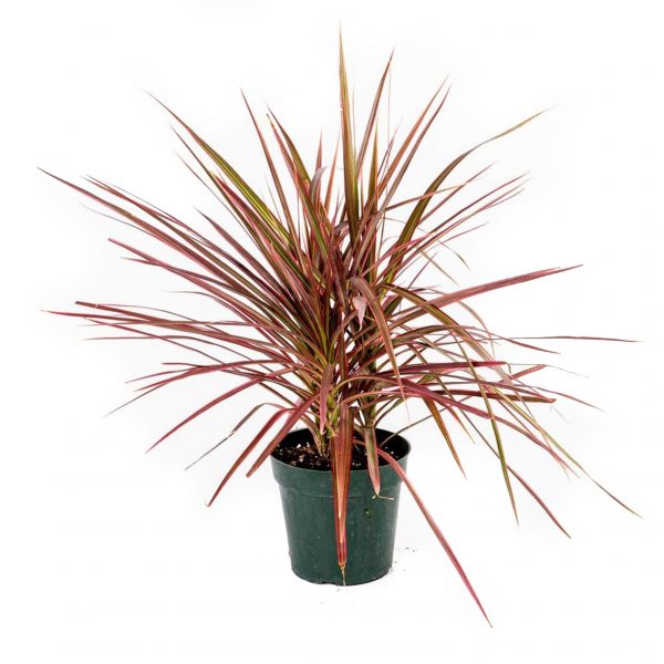 Dracena Marginata