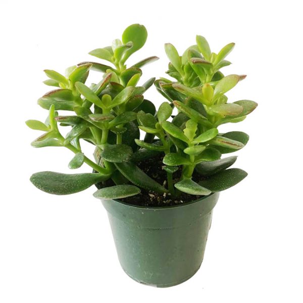 Jade