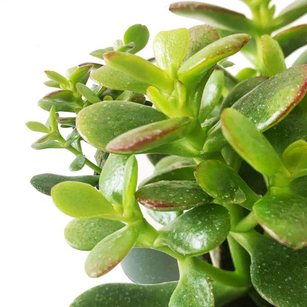 Jade - Image 2