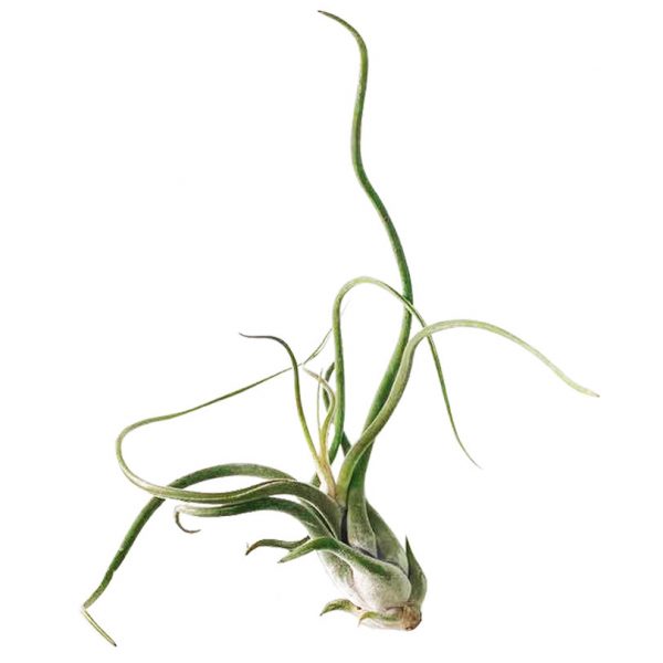 AIR PLANT: TILLANDSIA CAPUT MEDUSAE