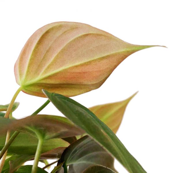 Philodendron Micans - Image 2