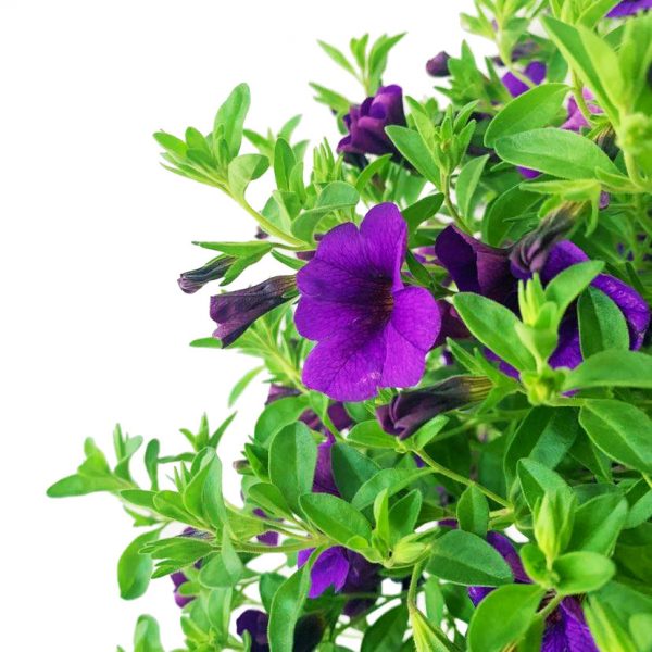Million Bells Hanging Basket - Image 2