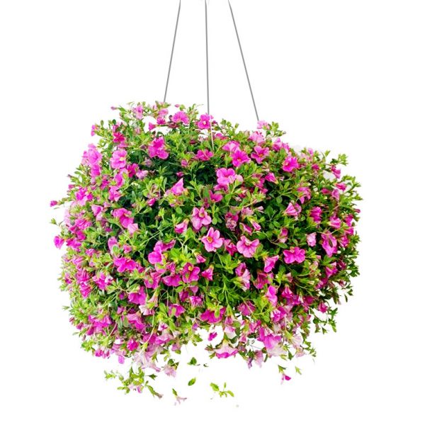 Million Bells Hanging Basket