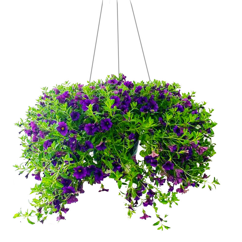 Million Bells Hanging Basket MICRO PLANT STUDIO