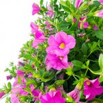 Million Bells Hanging Basket - Image 2