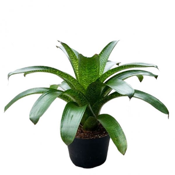 Neoregelia