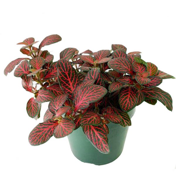 Fittonia - Nerve Plant