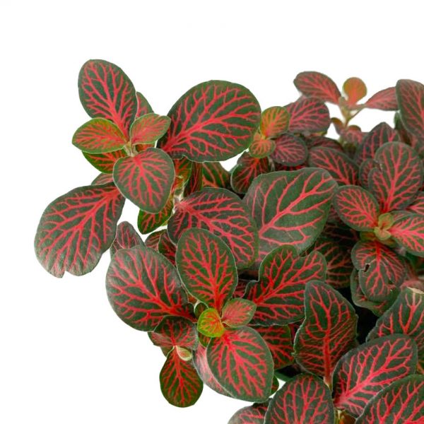 Fittonia - Nerve Plant - Image 2