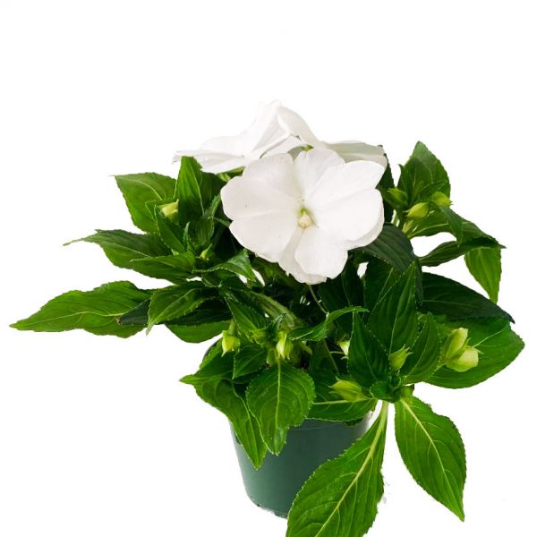 New Guinea Impatiens White