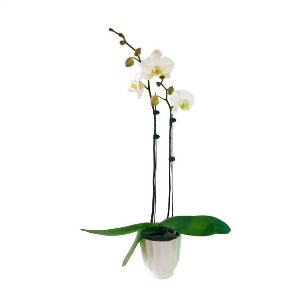 ORCHID 05: DOUBLE STEM