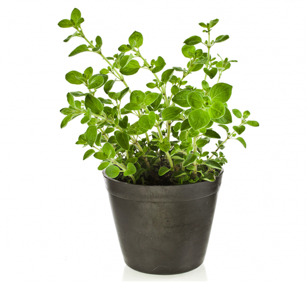 Oregano Herb